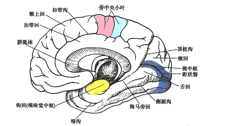 外展枕怎么使用中枢神经系统解剖定位诊断【大全】_https://www.jmylbn.com_新闻资讯_第14张