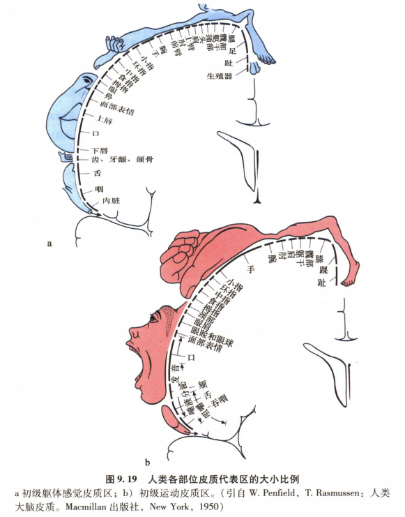 外展枕怎么使用中枢神经系统解剖定位诊断【大全】_https://www.jmylbn.com_新闻资讯_第9张