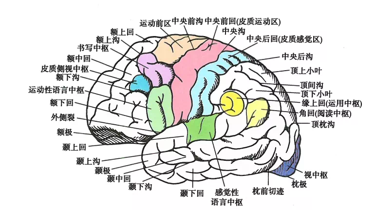 外展枕怎么使用中枢神经系统解剖定位诊断【大全】_https://www.jmylbn.com_新闻资讯_第13张