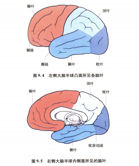 外展枕怎么使用中枢神经系统解剖定位诊断【大全】_https://www.jmylbn.com_新闻资讯_第4张