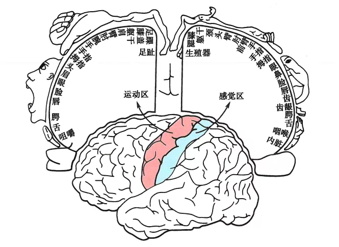 外展枕怎么使用中枢神经系统解剖定位诊断【大全】_https://www.jmylbn.com_新闻资讯_第12张