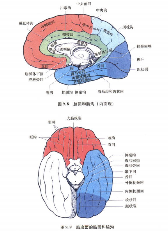 外展枕怎么使用中枢神经系统解剖定位诊断【大全】_https://www.jmylbn.com_新闻资讯_第6张