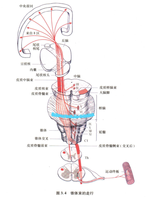 外展枕怎么使用中枢神经系统解剖定位诊断【大全】_https://www.jmylbn.com_新闻资讯_第128张