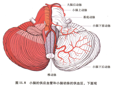 外展枕怎么使用中枢神经系统解剖定位诊断【大全】_https://www.jmylbn.com_新闻资讯_第145张