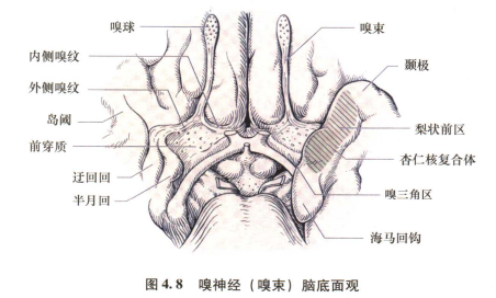 外展枕怎么使用中枢神经系统解剖定位诊断【大全】_https://www.jmylbn.com_新闻资讯_第31张