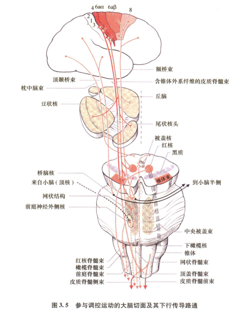 外展枕怎么使用中枢神经系统解剖定位诊断【大全】_https://www.jmylbn.com_新闻资讯_第139张
