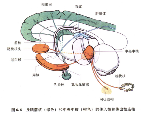 外展枕怎么使用中枢神经系统解剖定位诊断【大全】_https://www.jmylbn.com_新闻资讯_第36张