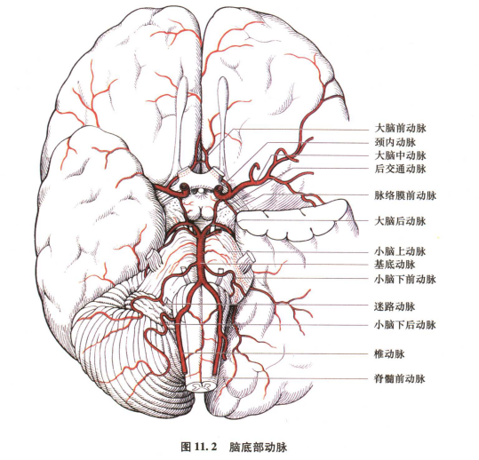 外展枕怎么使用中枢神经系统解剖定位诊断【大全】_https://www.jmylbn.com_新闻资讯_第143张
