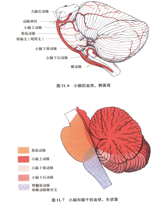 外展枕怎么使用中枢神经系统解剖定位诊断【大全】_https://www.jmylbn.com_新闻资讯_第144张