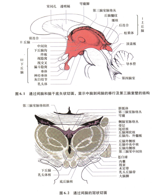 外展枕怎么使用中枢神经系统解剖定位诊断【大全】_https://www.jmylbn.com_新闻资讯_第30张