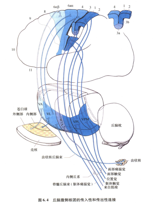 外展枕怎么使用中枢神经系统解剖定位诊断【大全】_https://www.jmylbn.com_新闻资讯_第33张
