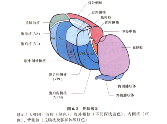 外展枕怎么使用中枢神经系统解剖定位诊断【大全】_https://www.jmylbn.com_新闻资讯_第32张