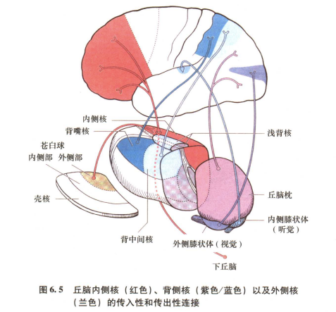 外展枕怎么使用中枢神经系统解剖定位诊断【大全】_https://www.jmylbn.com_新闻资讯_第35张