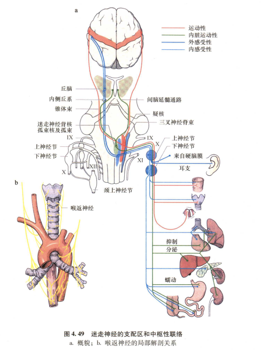 外展枕怎么使用中枢神经系统解剖定位诊断【大全】_https://www.jmylbn.com_新闻资讯_第89张
