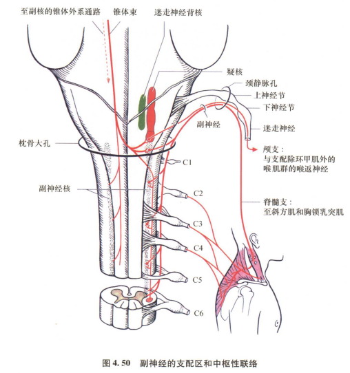 外展枕怎么使用中枢神经系统解剖定位诊断【大全】_https://www.jmylbn.com_新闻资讯_第92张