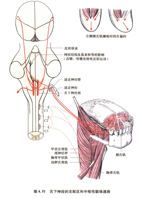 外展枕怎么使用中枢神经系统解剖定位诊断【大全】_https://www.jmylbn.com_新闻资讯_第93张