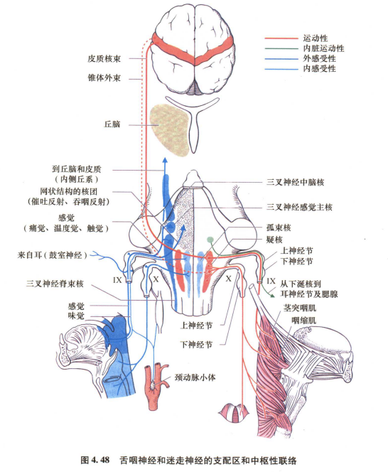 外展枕怎么使用中枢神经系统解剖定位诊断【大全】_https://www.jmylbn.com_新闻资讯_第88张