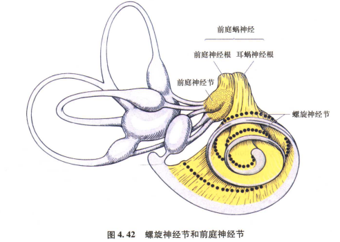 外展枕怎么使用中枢神经系统解剖定位诊断【大全】_https://www.jmylbn.com_新闻资讯_第79张
