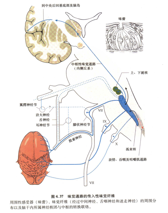 外展枕怎么使用中枢神经系统解剖定位诊断【大全】_https://www.jmylbn.com_新闻资讯_第77张