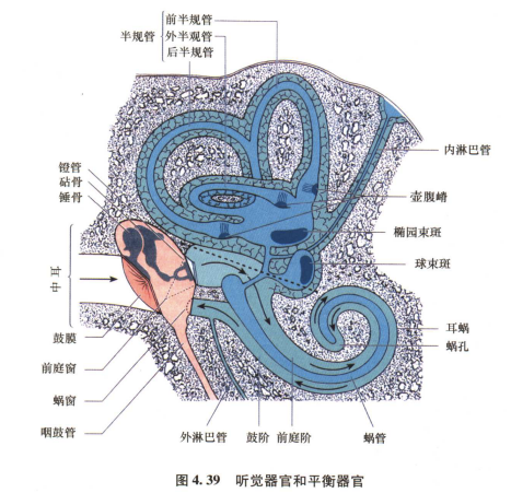 外展枕怎么使用中枢神经系统解剖定位诊断【大全】_https://www.jmylbn.com_新闻资讯_第81张