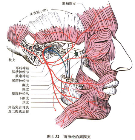 外展枕怎么使用中枢神经系统解剖定位诊断【大全】_https://www.jmylbn.com_新闻资讯_第73张