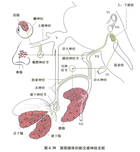 外展枕怎么使用中枢神经系统解剖定位诊断【大全】_https://www.jmylbn.com_新闻资讯_第78张