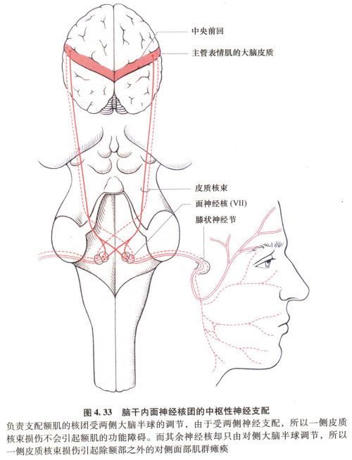 外展枕怎么使用中枢神经系统解剖定位诊断【大全】_https://www.jmylbn.com_新闻资讯_第74张