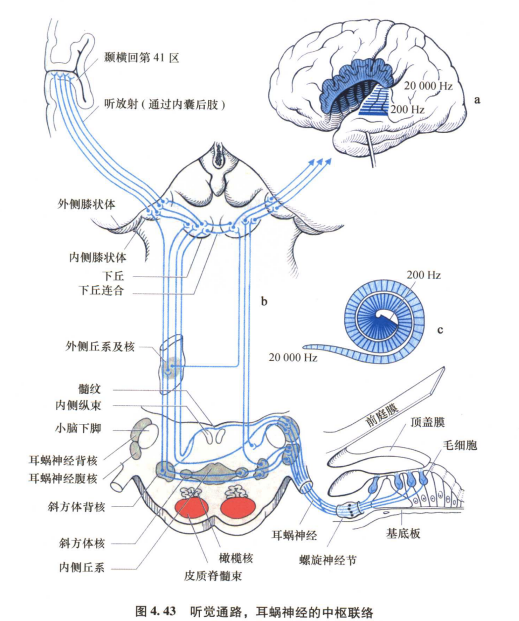 外展枕怎么使用中枢神经系统解剖定位诊断【大全】_https://www.jmylbn.com_新闻资讯_第80张