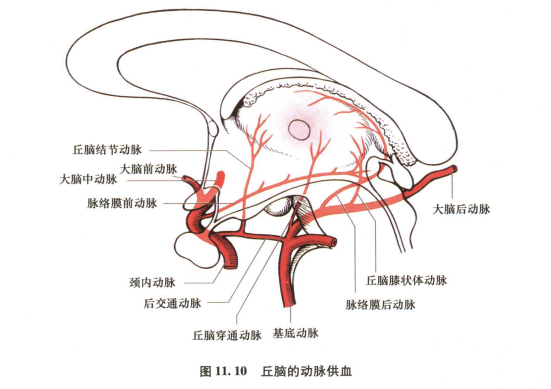 外展枕怎么使用中枢神经系统解剖定位诊断【大全】_https://www.jmylbn.com_新闻资讯_第38张