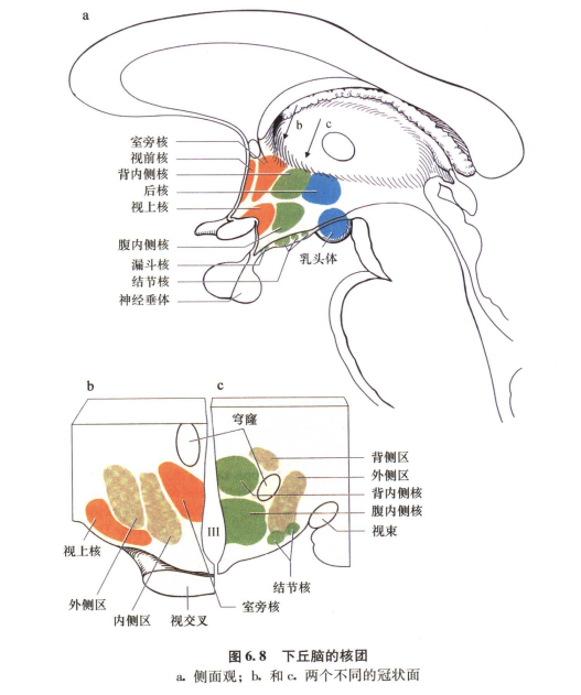 外展枕怎么使用中枢神经系统解剖定位诊断【大全】_https://www.jmylbn.com_新闻资讯_第41张