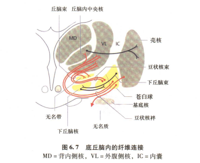 外展枕怎么使用中枢神经系统解剖定位诊断【大全】_https://www.jmylbn.com_新闻资讯_第40张