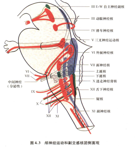 外展枕怎么使用中枢神经系统解剖定位诊断【大全】_https://www.jmylbn.com_新闻资讯_第97张