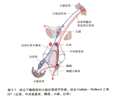 外展枕怎么使用中枢神经系统解剖定位诊断【大全】_https://www.jmylbn.com_新闻资讯_第138张