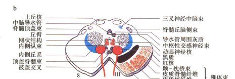 外展枕怎么使用中枢神经系统解剖定位诊断【大全】_https://www.jmylbn.com_新闻资讯_第108张