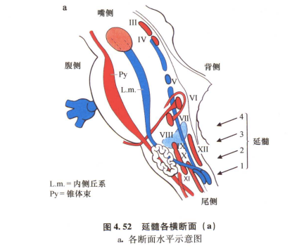 外展枕怎么使用中枢神经系统解剖定位诊断【大全】_https://www.jmylbn.com_新闻资讯_第99张
