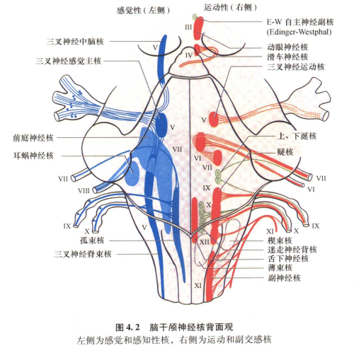 外展枕怎么使用中枢神经系统解剖定位诊断【大全】_https://www.jmylbn.com_新闻资讯_第96张