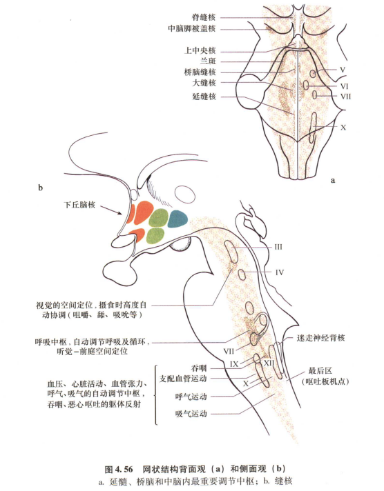 外展枕怎么使用中枢神经系统解剖定位诊断【大全】_https://www.jmylbn.com_新闻资讯_第103张