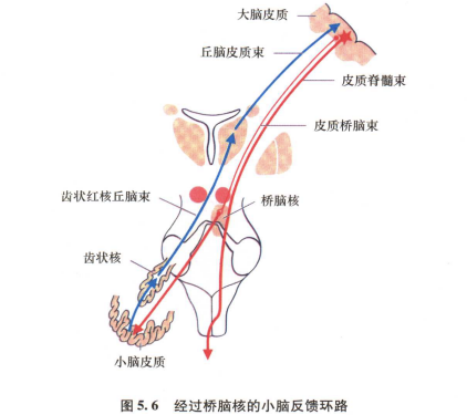 外展枕怎么使用中枢神经系统解剖定位诊断【大全】_https://www.jmylbn.com_新闻资讯_第137张