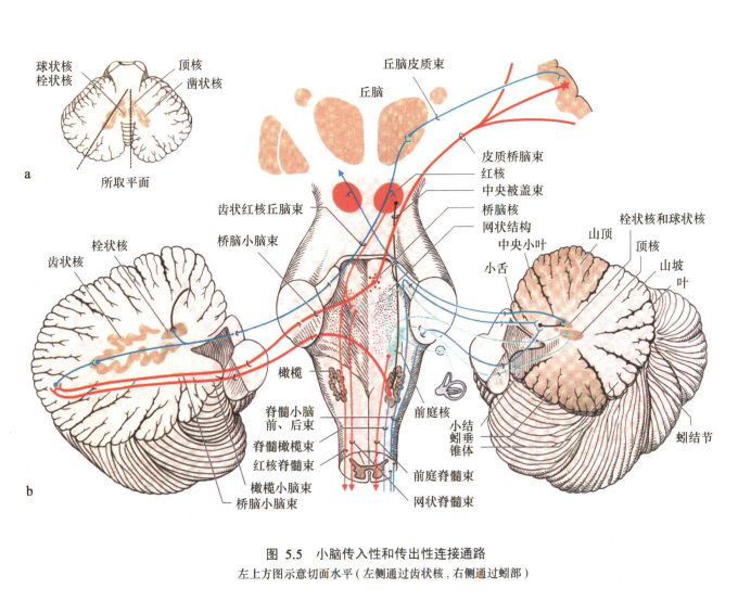 外展枕怎么使用中枢神经系统解剖定位诊断【大全】_https://www.jmylbn.com_新闻资讯_第133张