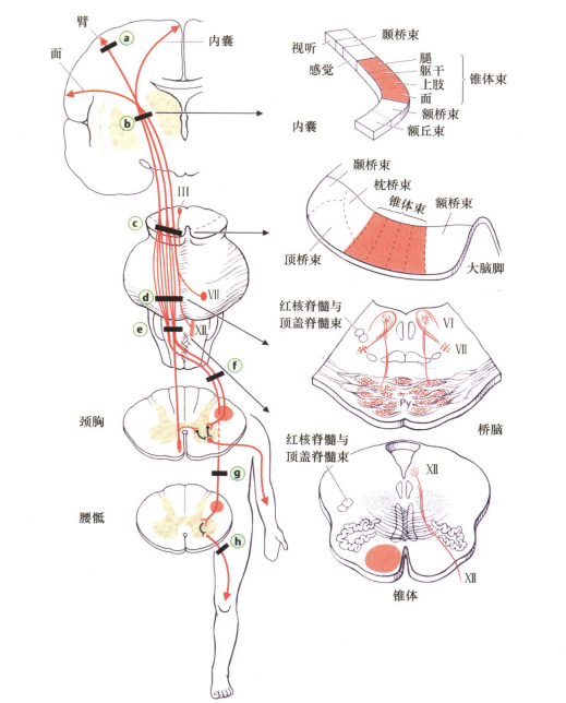 外展枕怎么使用中枢神经系统解剖定位诊断【大全】_https://www.jmylbn.com_新闻资讯_第110张