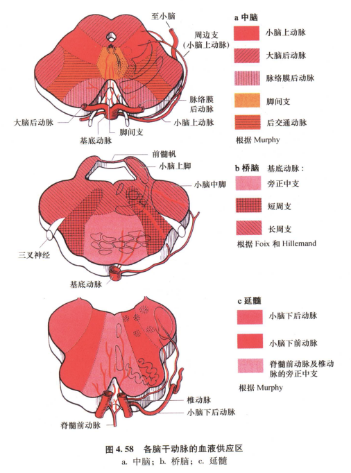外展枕怎么使用中枢神经系统解剖定位诊断【大全】_https://www.jmylbn.com_新闻资讯_第114张