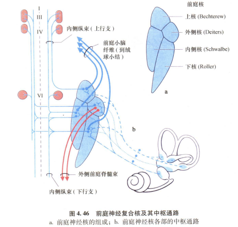 外展枕怎么使用中枢神经系统解剖定位诊断【大全】_https://www.jmylbn.com_新闻资讯_第107张