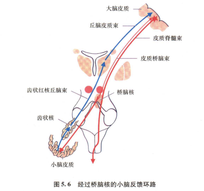 外展枕怎么使用中枢神经系统解剖定位诊断【大全】_https://www.jmylbn.com_新闻资讯_第106张