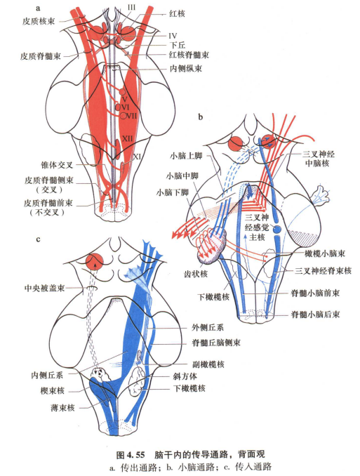 外展枕怎么使用中枢神经系统解剖定位诊断【大全】_https://www.jmylbn.com_新闻资讯_第102张