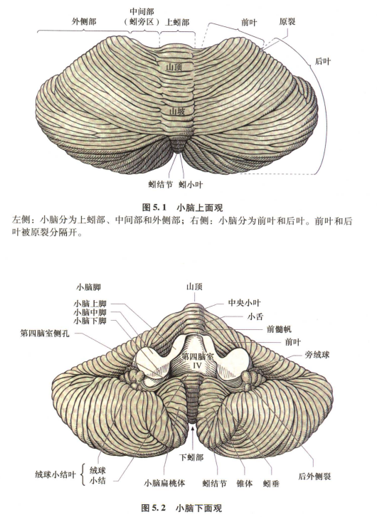 外展枕怎么使用中枢神经系统解剖定位诊断【大全】_https://www.jmylbn.com_新闻资讯_第131张