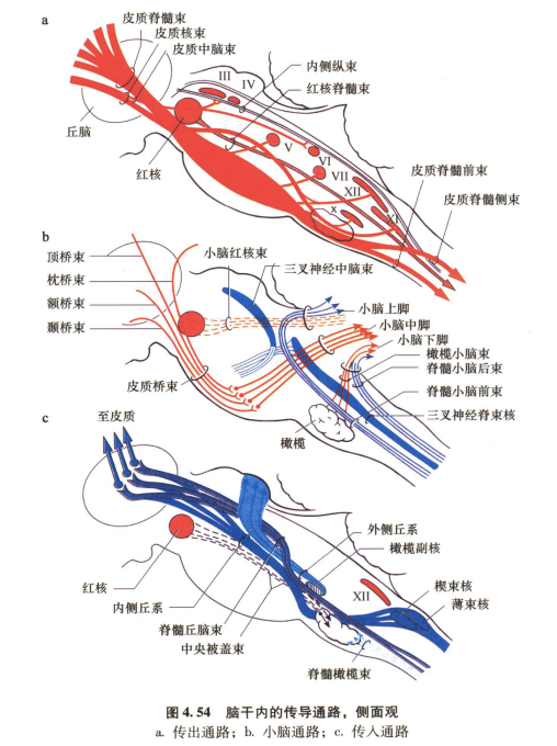 外展枕怎么使用中枢神经系统解剖定位诊断【大全】_https://www.jmylbn.com_新闻资讯_第101张