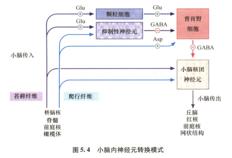 外展枕怎么使用中枢神经系统解剖定位诊断【大全】_https://www.jmylbn.com_新闻资讯_第135张