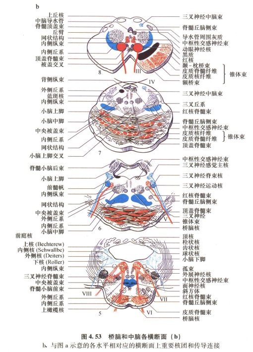 外展枕怎么使用中枢神经系统解剖定位诊断【大全】_https://www.jmylbn.com_新闻资讯_第105张