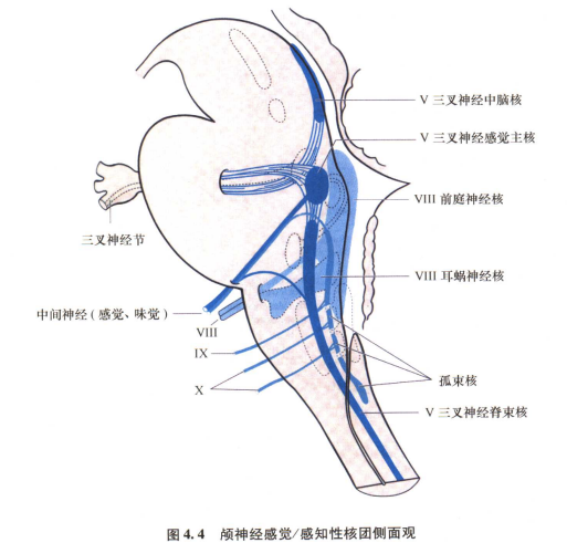 外展枕怎么使用中枢神经系统解剖定位诊断【大全】_https://www.jmylbn.com_新闻资讯_第98张