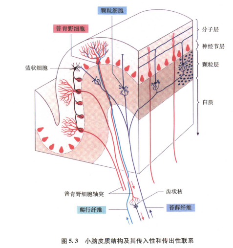 外展枕怎么使用中枢神经系统解剖定位诊断【大全】_https://www.jmylbn.com_新闻资讯_第132张